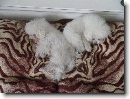 Bichon  poil fris, Bichon Frise