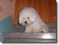 Bichon  poil fris, Bichon Frise