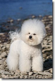 Bichon  poil fris, Bichon Frise