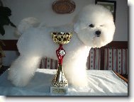 Bichon  poil fris, Bichon Frise