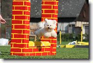 Bichon  poil fris, Bichon Frise