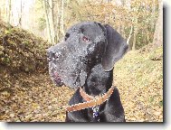 Great dane \(Dog standard\)