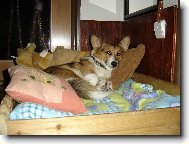 Welsh Corgi Pembroke