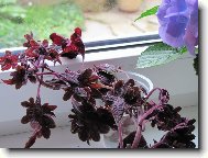 Coleus blumei