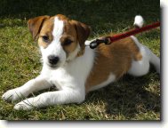 Parson russell terrier \(Dog standard\)