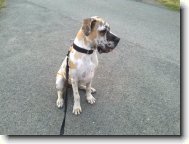Great dane \(Dog standard\)