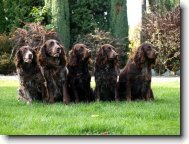 German Spaniel, Deutscher Wachtelhund