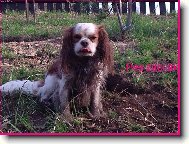 Cavalier King Charles Spaniel