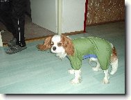 Cavalier King Charles Spaniel