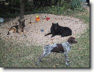 Deutscher Kurzhaariger Vorstehhund
