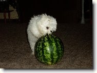Bichon  poil fris, Bichon Frise
