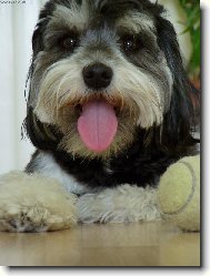 Bichon  poil fris, Bichon Frise