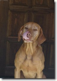 Rvidszr Magyar Vizsla, Hungarian Short-haired Pointing Dog