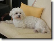 Bichon  poil fris, Bichon Frise