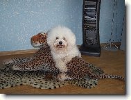Bichon  poil fris, Bichon Frise