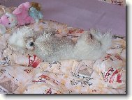 Bichon  poil fris, Bichon Frise