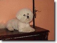 Bichon  poil fris, Bichon Frise