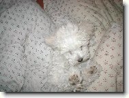 Bichon  poil fris, Bichon Frise