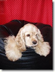 American Cocker Spaniel