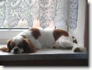 Cavalier King Charles Spaniel