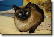 Siamese cat