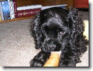 American Cocker Spaniel