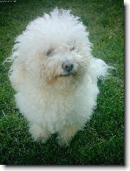 Bichon  poil fris, Bichon Frise