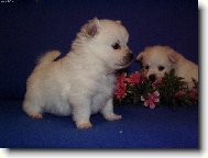 Deutscher spitz - Mittelspitz, German Spitz  Medium size Spitz