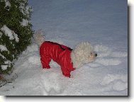 Bichon  poil fris, Bichon Frise