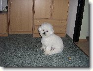 Bichon  poil fris, Bichon Frise
