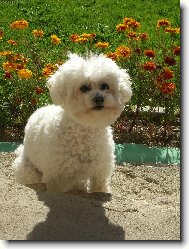 Bichon  poil fris, Bichon Frise