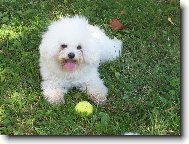 Bichon  poil fris, Bichon Frise