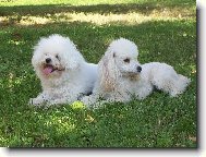 Bichon  poil fris, Bichon Frise