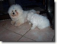 Bichon  poil fris, Bichon Frise