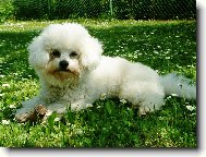 Bichon  poil fris, Bichon Frise