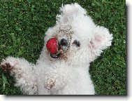 Bichon  poil fris, Bichon Frise