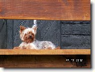 Jorkrsk terier, Yorkshire Terrier,