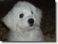 Bichon  poil fris, Bichon Frise