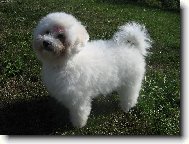 Bichon  poil fris, Bichon Frise