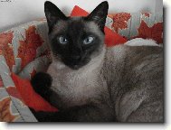Siamese cat