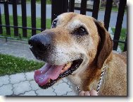 Rhodesian Ridgeback