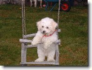 Bichon  poil fris, Bichon Frise