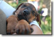 Rhodesian Ridgeback