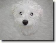 Bichon  poil fris, Bichon Frise