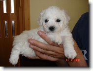 Bichon  poil fris, Bichon Frise