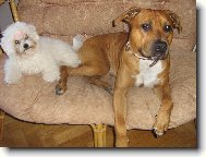 American Staffordshire Terrier