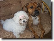 Bichon  poil fris, Bichon Frise