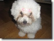Bichon  poil fris, Bichon Frise