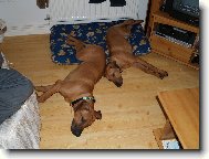 Rhodesian Ridgeback