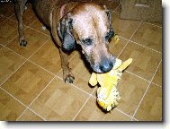 Rhodesian Ridgeback